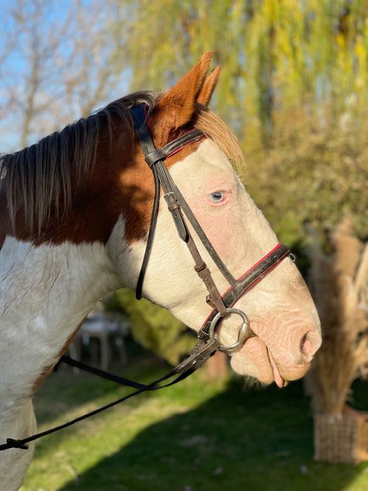 Cal pinto de echitație