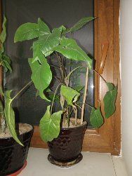 Комнатные растения