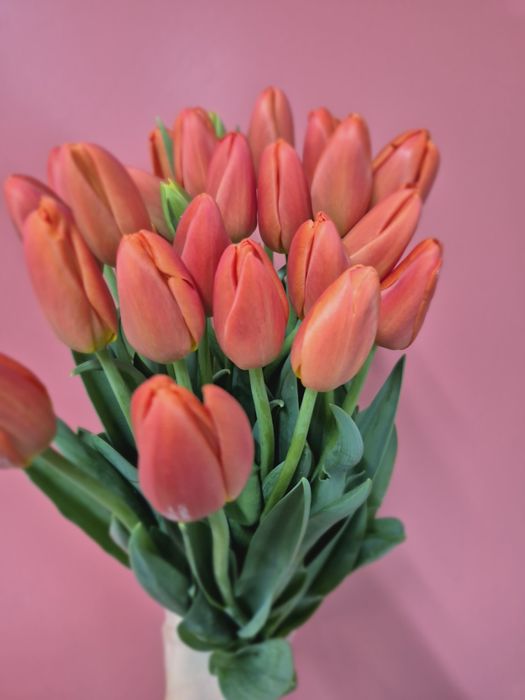 Тюльпаны Актобе!