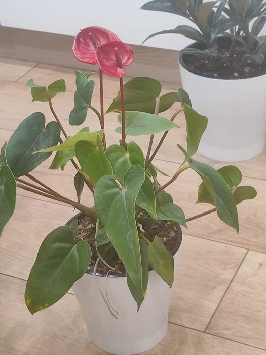 Продам комнатные растения