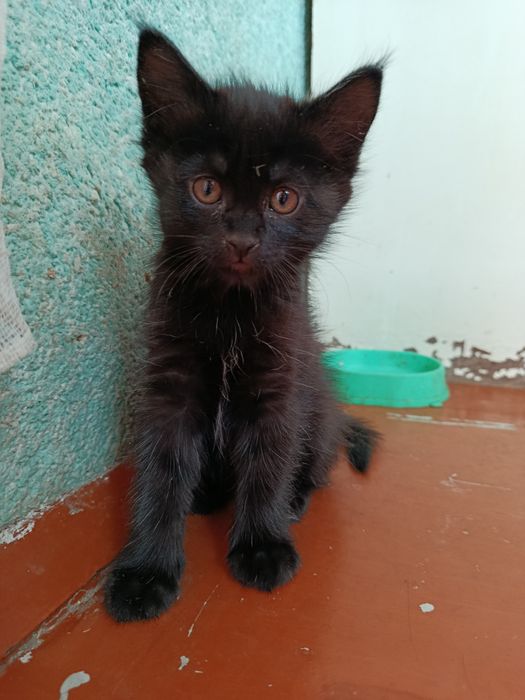 Котенка в хорошие руки