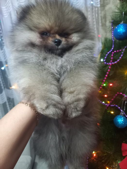 Продаётся шикарные мишки