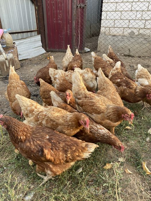 Продам кур 7айлық