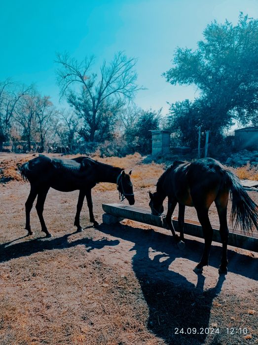 Тайлар сатылады.