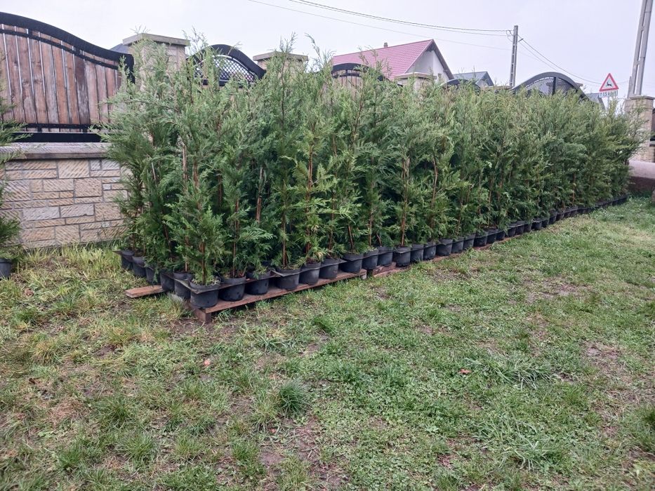 Tuia Leylandii !  145-160 cm