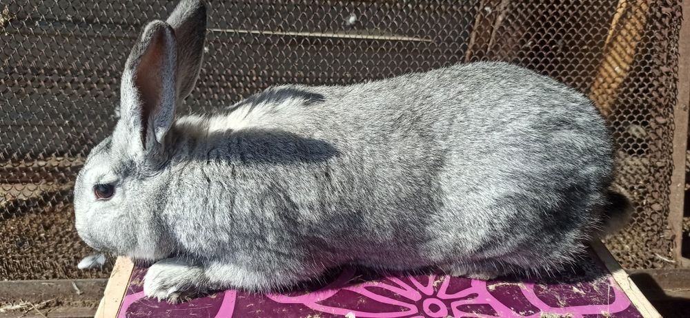 Продам  кроликов