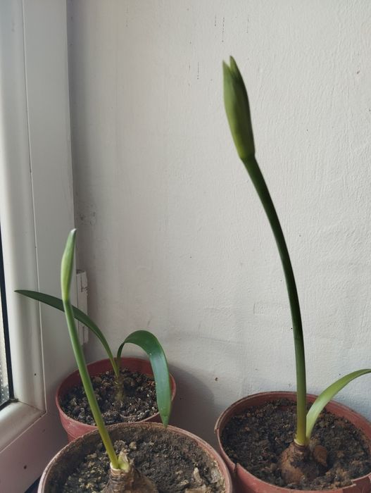 Аммарилис цветок