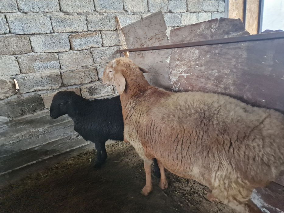 солу ва кучкор сотилади