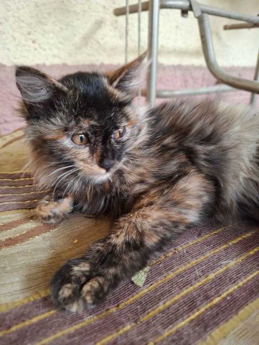 отдам котят в хорошие руки, к лотку приучены