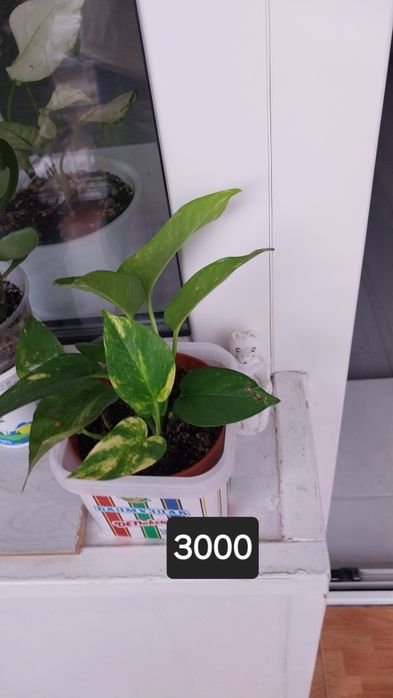Продам комнатные  цветы..