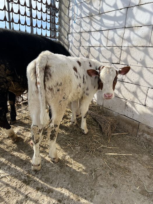 Vand 11 taurasi intarcati