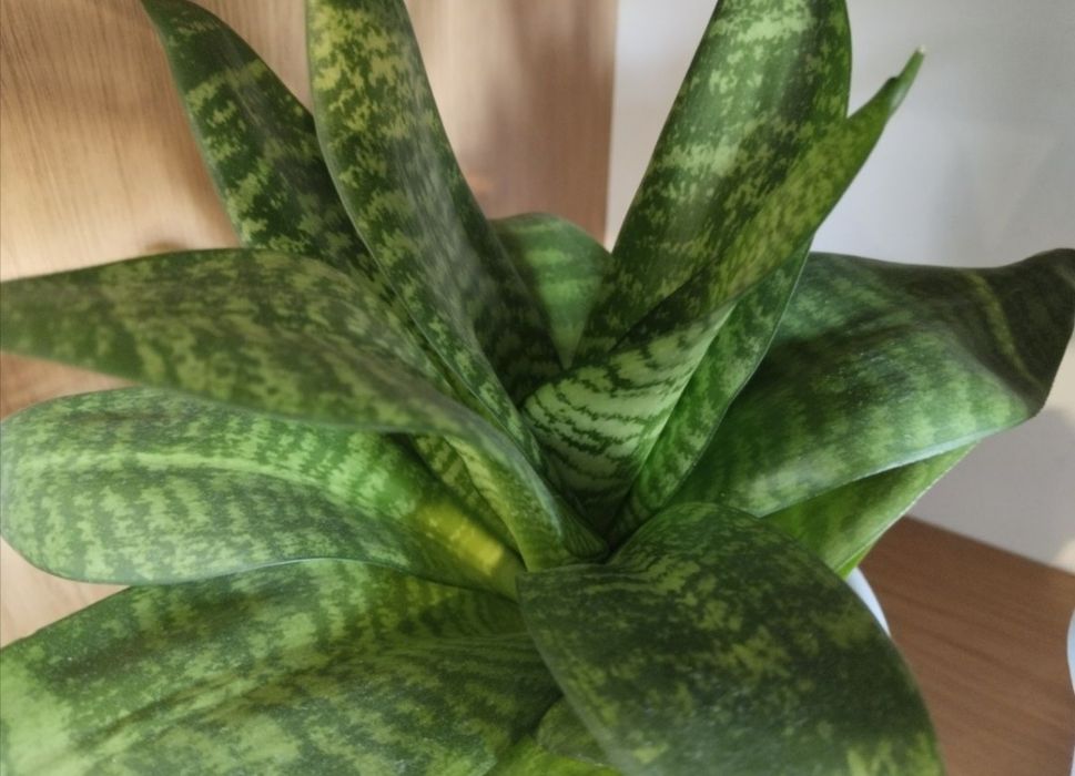 Цветы для дома,офиса.