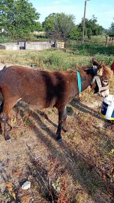 Magareata in varsta de 1 an