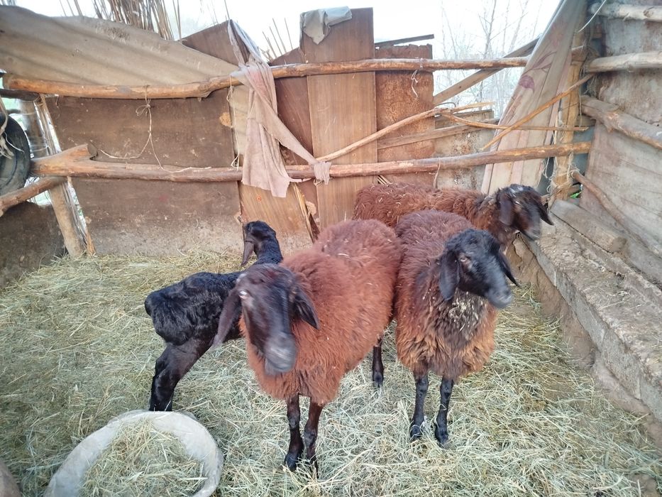 Қозылы қой сатылады