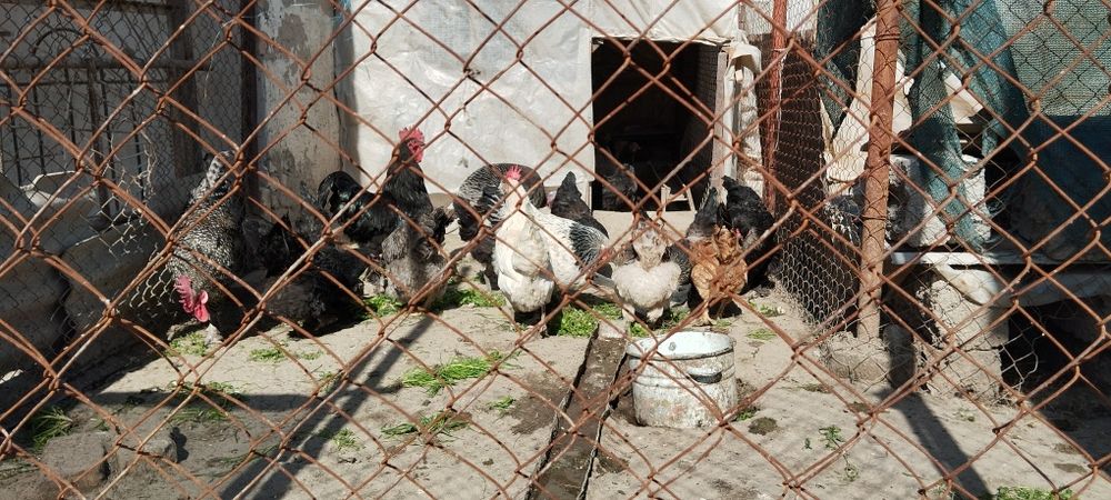 Домашный тухум сотилади  донаси 3000 сум