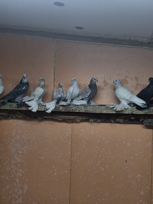 Голуби игра гребля тяга