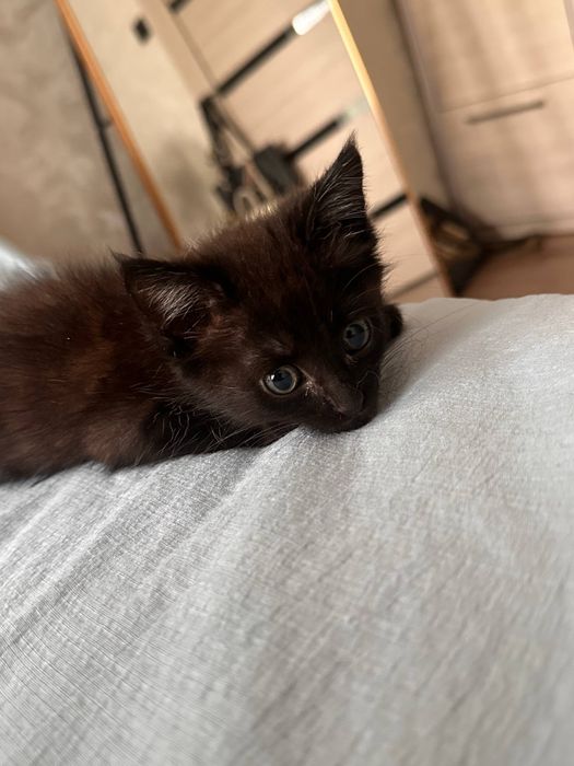 Отдадим котёнка в хорошие руки