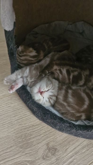 Шотландские котята