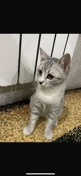 Кошка. Британская.