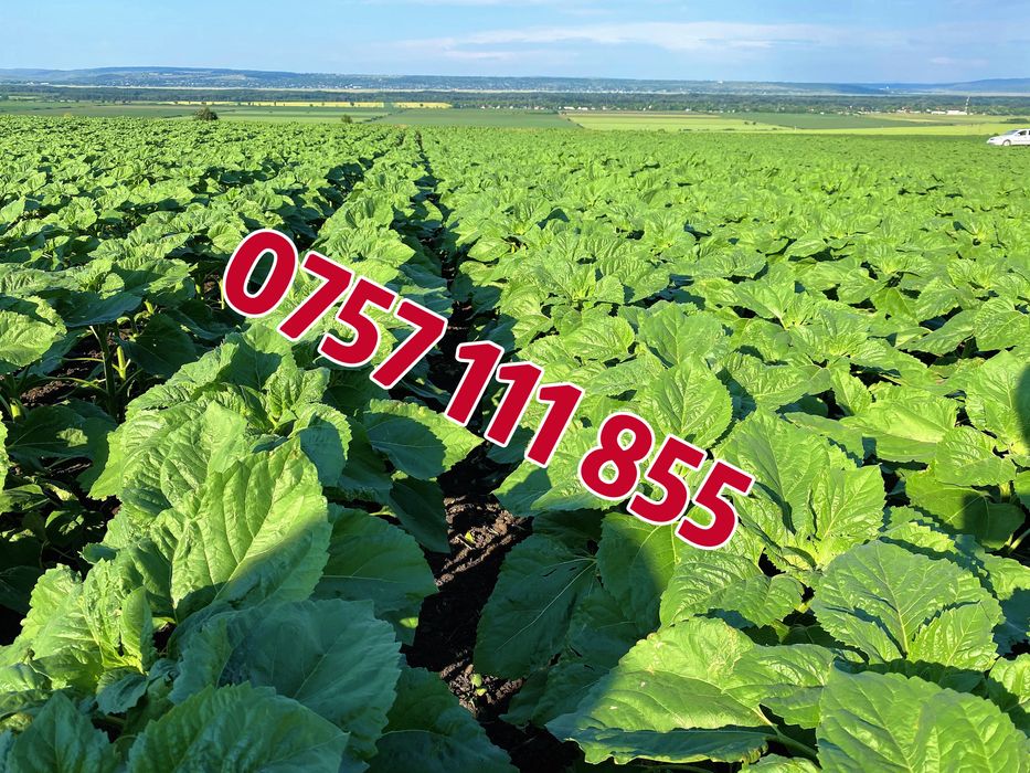 Samanta floarea soarelui si porumb