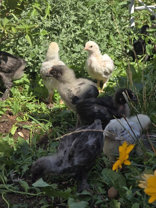 Продам Кур Доминант.Цыплята