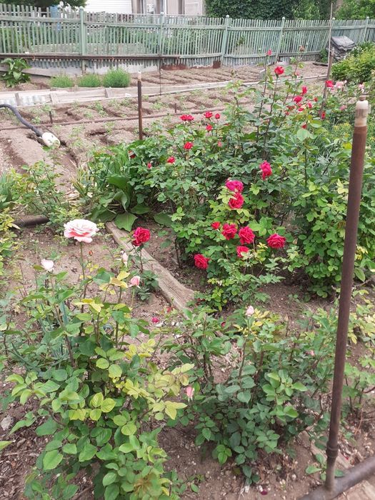 Продам цветы Розы