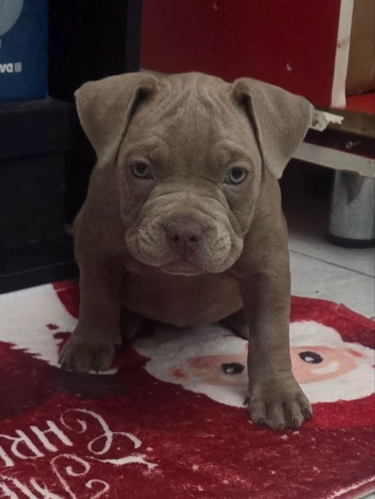 Pui American Bully