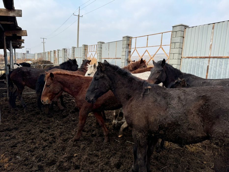 Продаются лошади