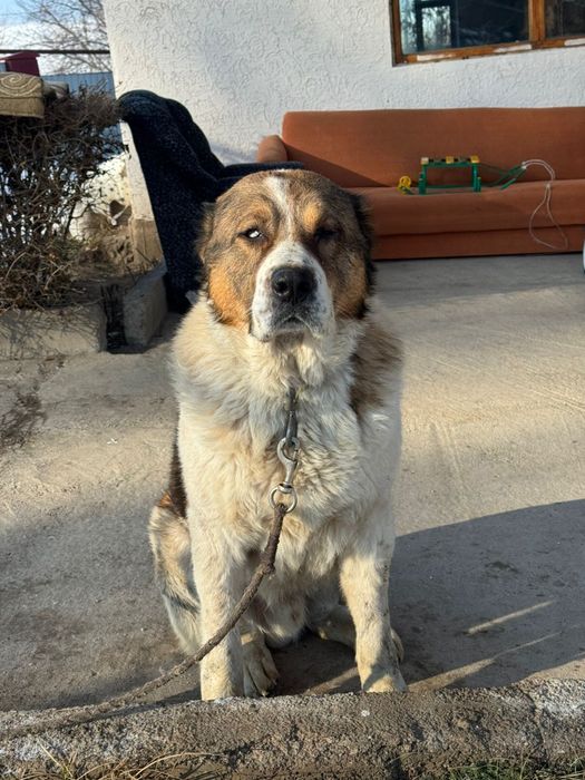 Тяж Тобет ит сатылады