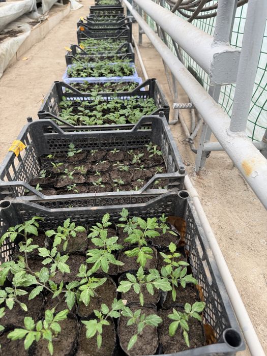 Рассада для огорода