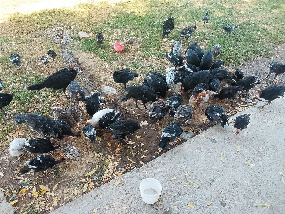 Продам продам продам