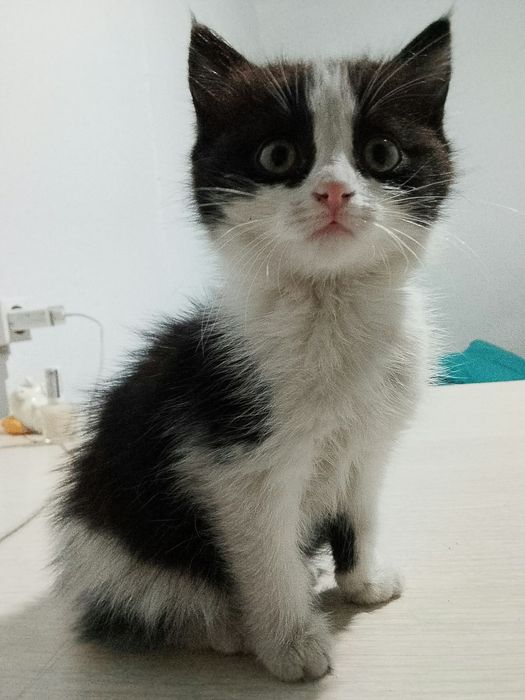 Отдам котят в хорошие руки