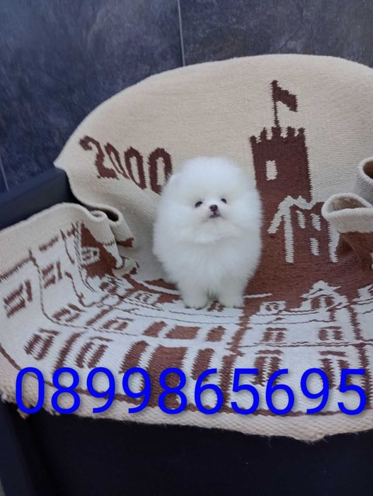 Чисто Бял Мъжки Померан.