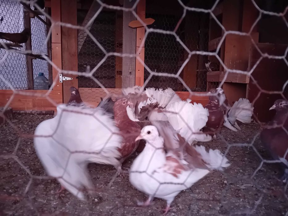 Vand porumbei  curcani voltati