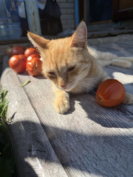 Котик в добрые руки