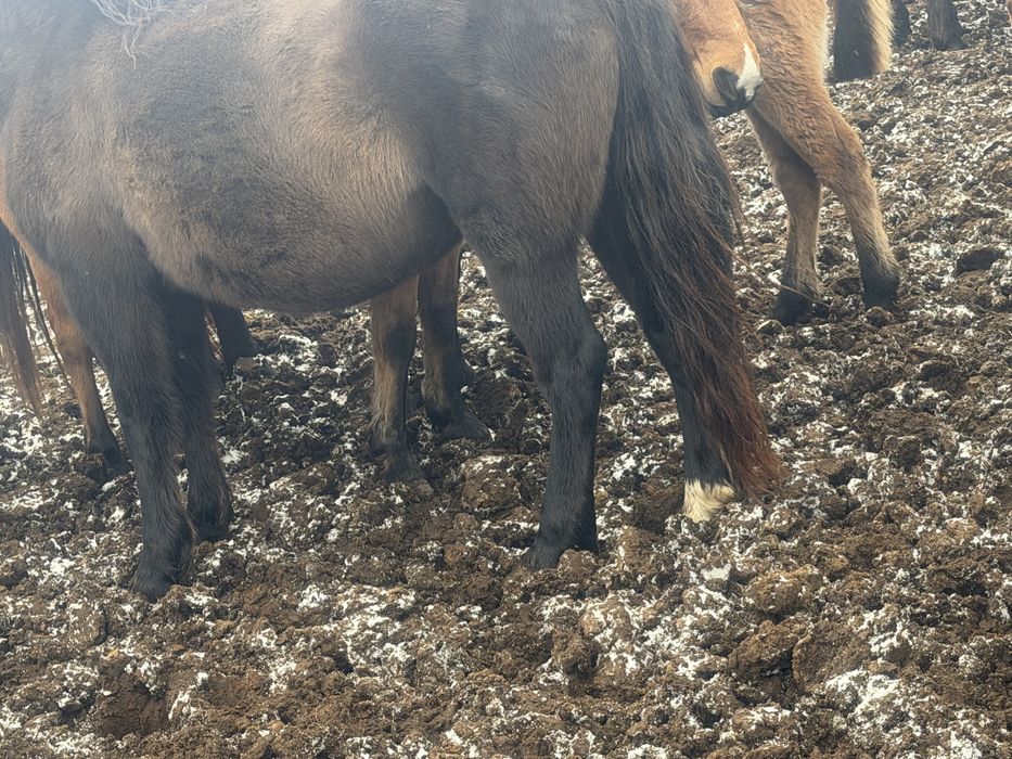 Продам кабылу 7 лет