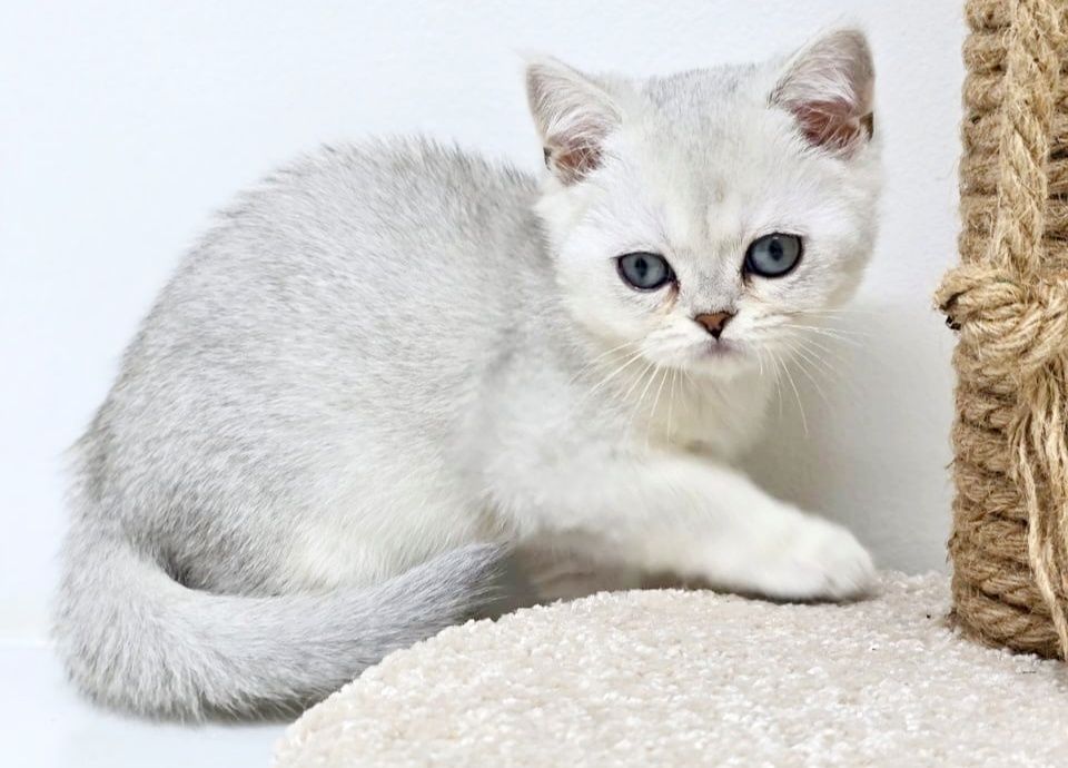 котята британские