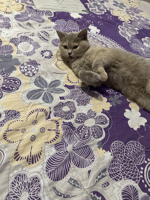 Британска синя късокосместа котка