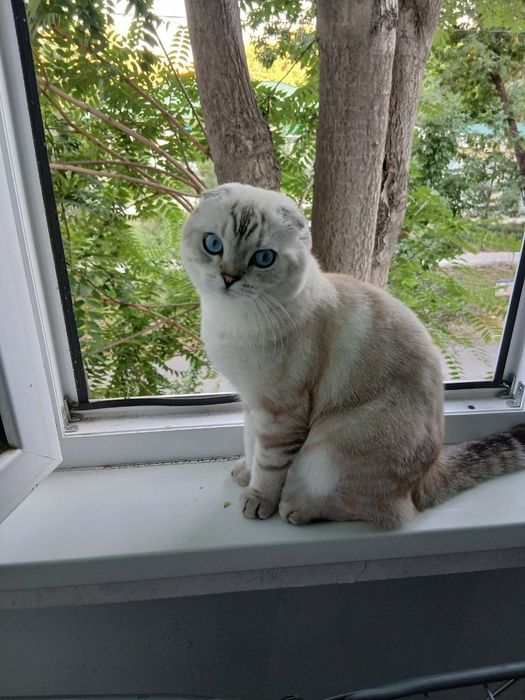 Шотландский вислоухий кот приглашает  вязку 
Предлагается к вязке