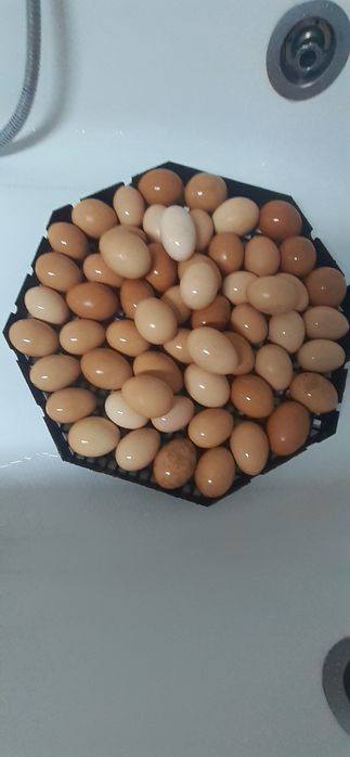 Vând oua de găină