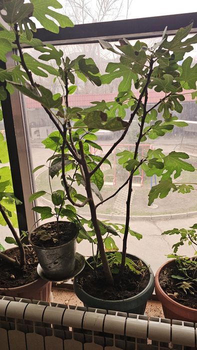 Продам дерево инжир  дерево мандарина