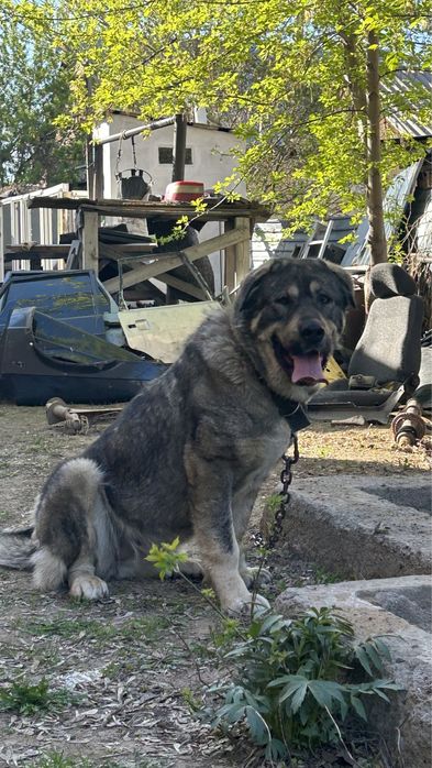 Продам суку сао молодая
