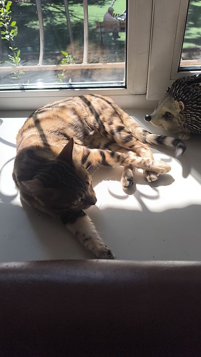 Пропал кот ... Бенгал ,мальчик.