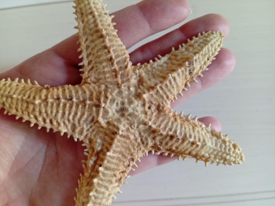 Морская звезда, ракушки