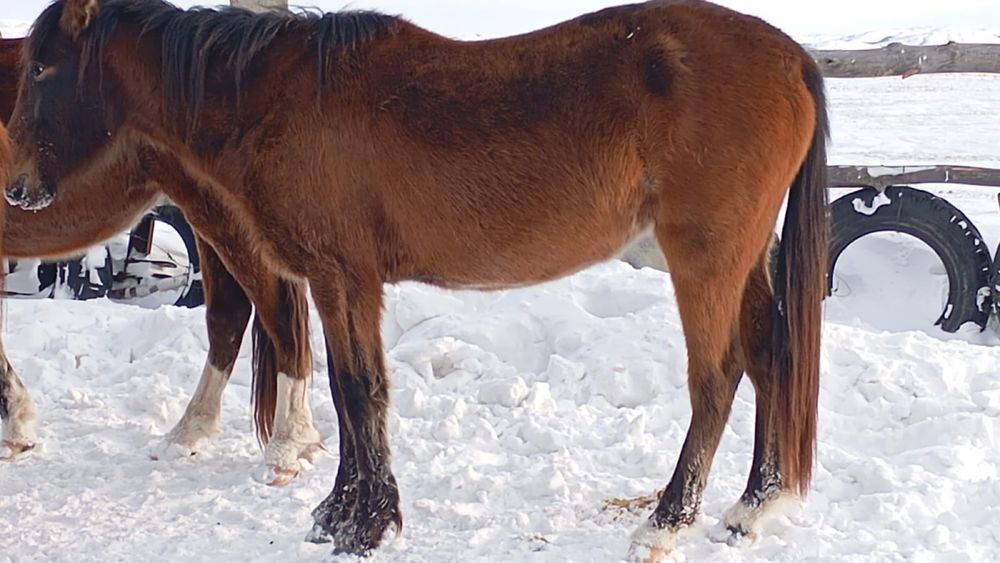 Продам Донежн Байтал