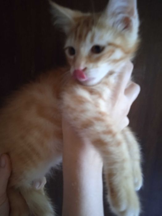 Рыжий котёнок, мальчик, 3 месяца.