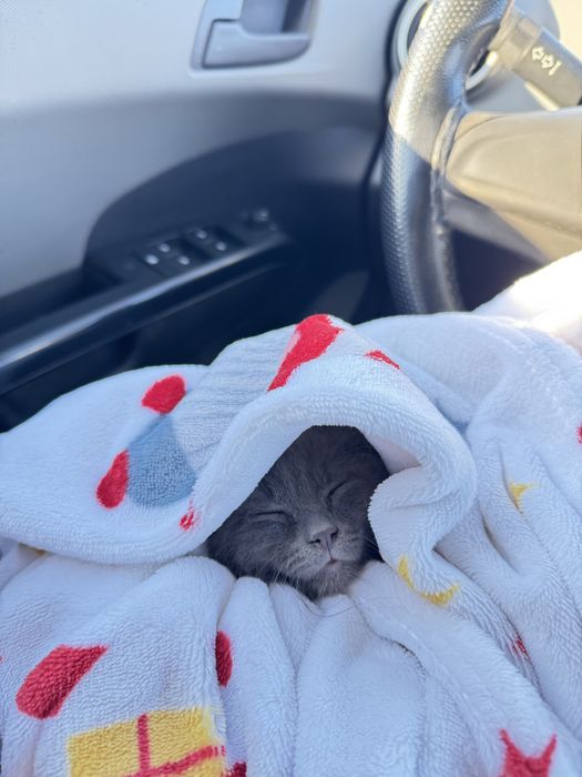 Котенок 1,5 месяца мальчик