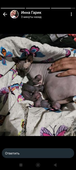 Вязка канадский сфинкс Алматы