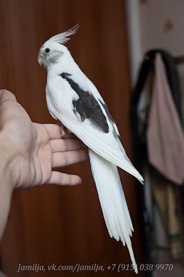 Кареллы разного окрасса