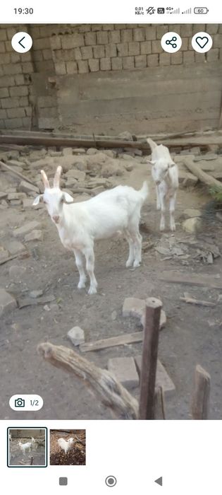 Продаётся козёл ему 4 года на мясо цена 5 млн и цена договорная